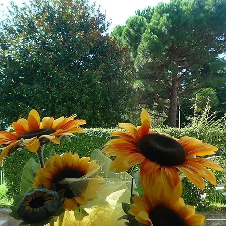 Il Girasole